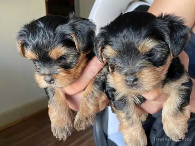 Two adorable Yorkshire terrier boy & girl for sale in Alexandria, West Dunbartonshire - Image 3