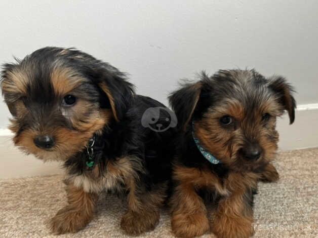 Two beautiful little Yorkshire terrier boys for sale in Carmarthen/Caerfyrddin, Carmarthenshire - Image 2