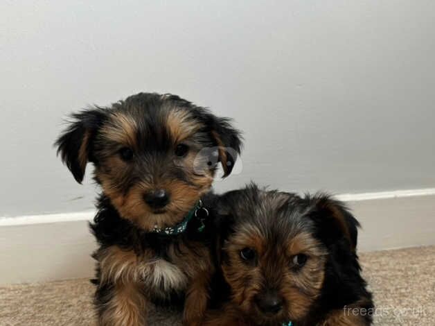 Two beautiful little Yorkshire terrier boys for sale in Carmarthen/Caerfyrddin, Carmarthenshire - Image 3