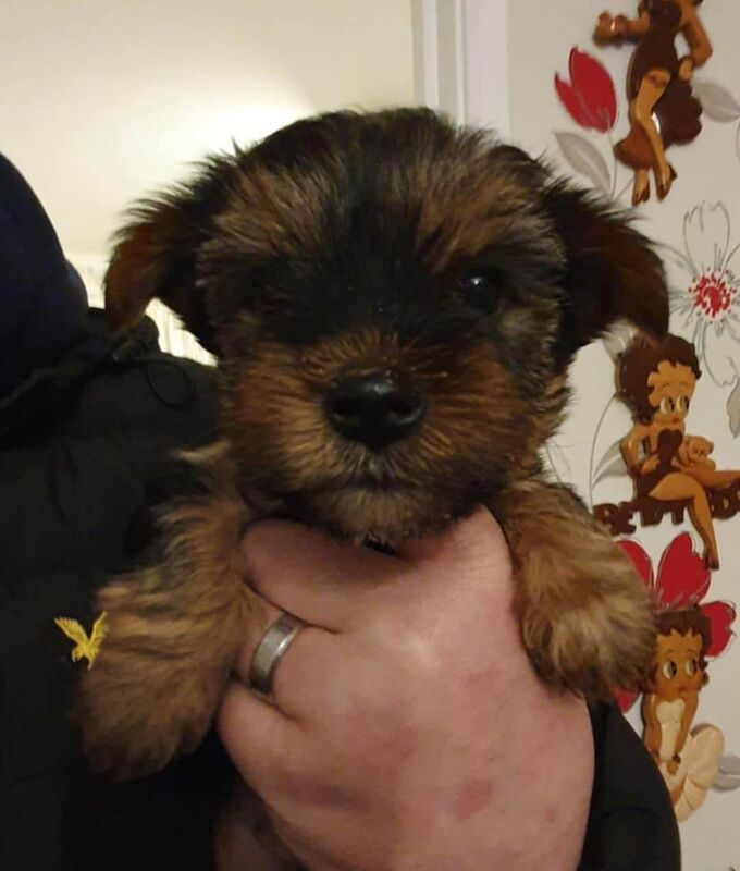 Two gorgeous full pedigree Yorkshire terrier for sale in Washington, Tyne and Wear