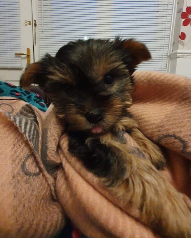 Two gorgeous full pedigree Yorkshire terrier for sale in Washington, Tyne and Wear - Image 2