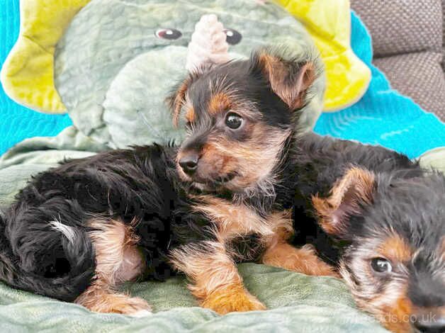 two little yorkie boys for sale in Derby, Derbyshire - Image 1