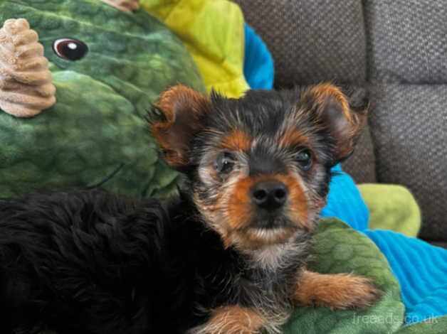 two little yorkie boys for sale in Derby, Derbyshire - Image 2