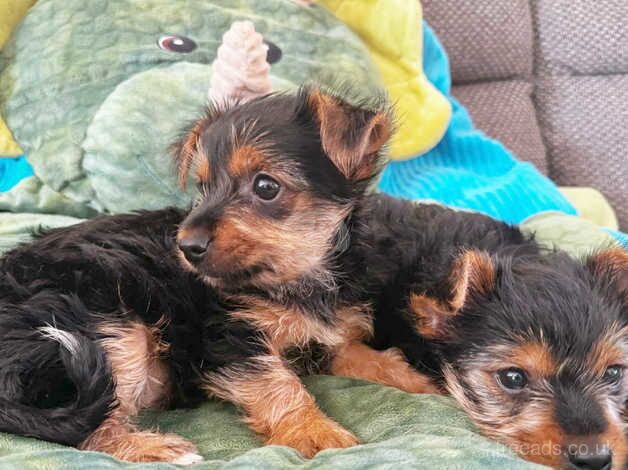 two little yorkie boys for sale in Derby, Derbyshire - Image 3