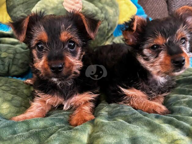 two little yorkie boys for sale in Derby, Derbyshire - Image 5