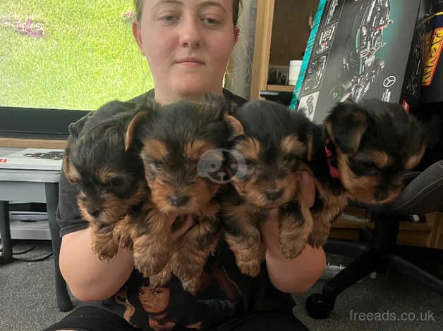 Two male and two female Yorkshire terriers. for sale in Birmingham, West Midlands