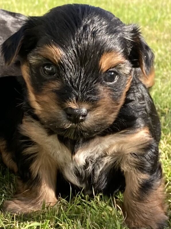 Two Male Yorkie Pups needing their forever families for sale in Swansea/Abertawe, Swansea - Image 1