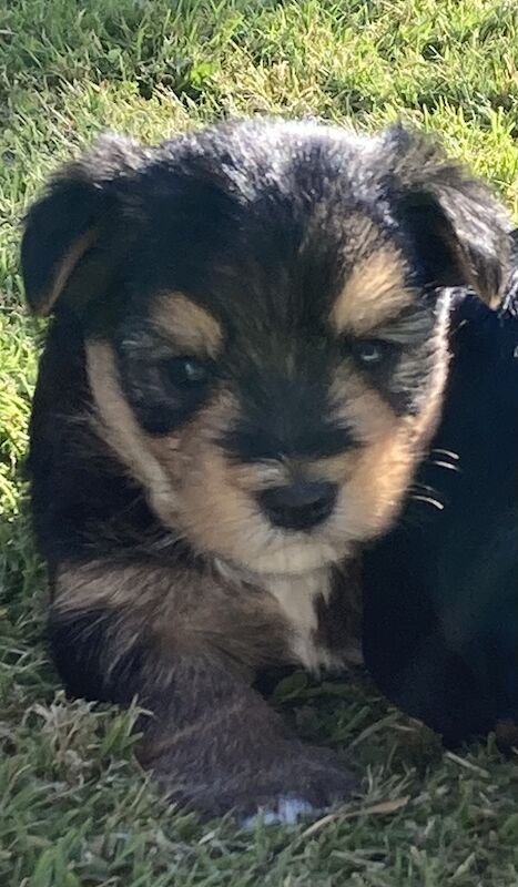 Two Male Yorkie Pups needing their forever families for sale in Swansea/Abertawe, Swansea - Image 2