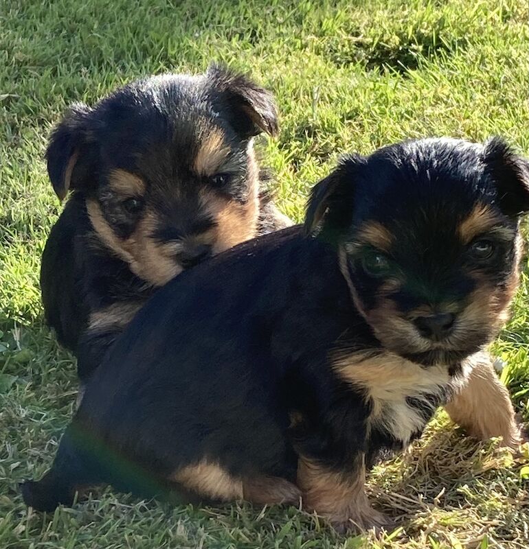 Two Male Yorkie Pups needing their forever families for sale in Swansea/Abertawe, Swansea - Image 3