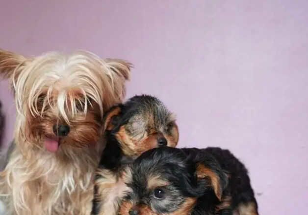 Two Yorkie's for sale in Livingston, West Lothian