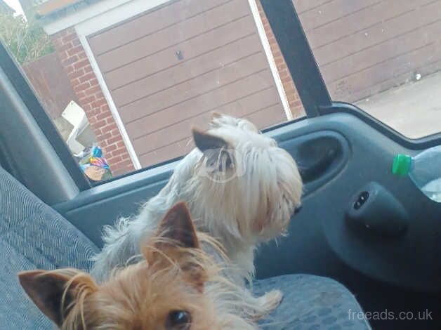 Two Yorkshire terrier boys for sale in Manchester, Greater Manchester - Image 1