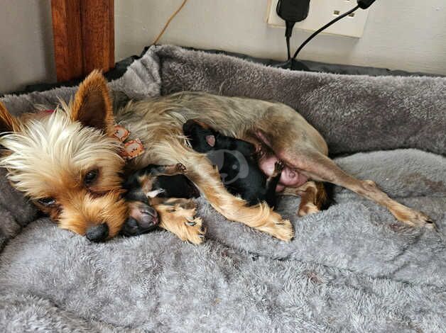 Two Yorkshire Terrier boys for sale in Telford, Shropshire