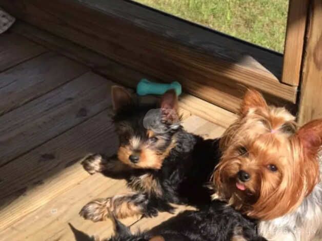 TWO Yorkshire terrier puppies at 10.5 weeks old for sale in Swindon, Staffordshire - Image 1