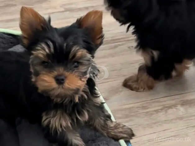 TWO Yorkshire terrier puppies at 10.5 weeks old for sale in Swindon, Staffordshire - Image 2