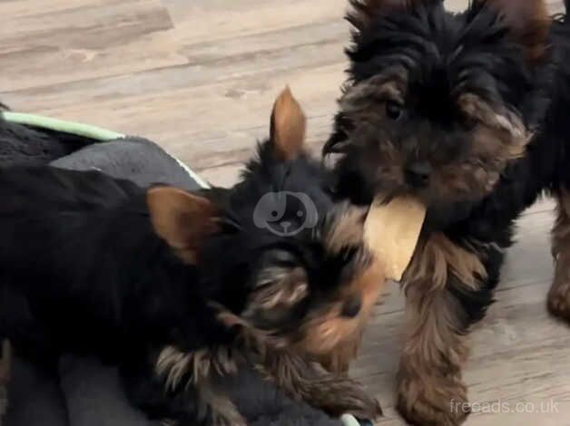 TWO Yorkshire terrier puppies at 10.5 weeks old for sale in Swindon, Staffordshire - Image 3
