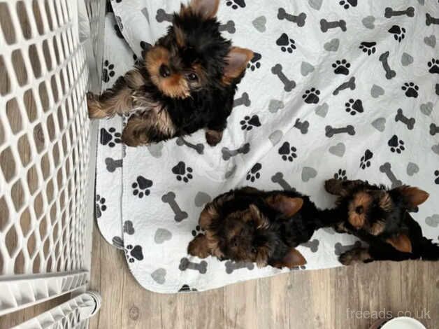 TWO Yorkshire terrier puppies at 10.5 weeks old for sale in Swindon, Staffordshire - Image 4