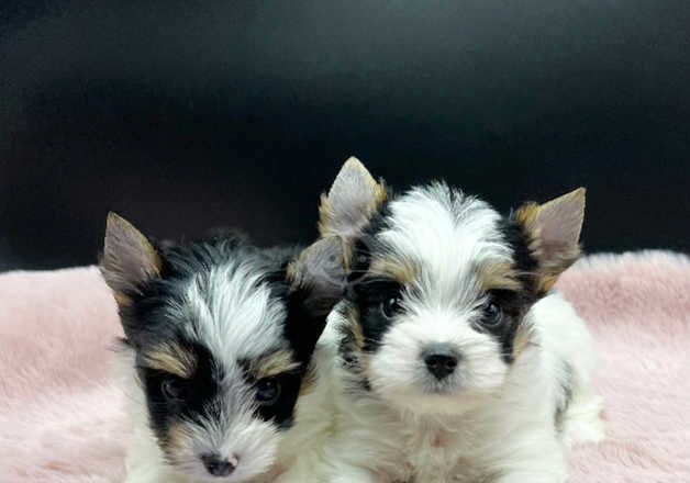 Ultra tiny Girls Biewer & Biro Terrier for sale in Coventry, West Midlands