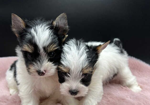 Ultra tiny Girls Biewer & Biro Terrier for sale in Coventry, West Midlands - Image 2