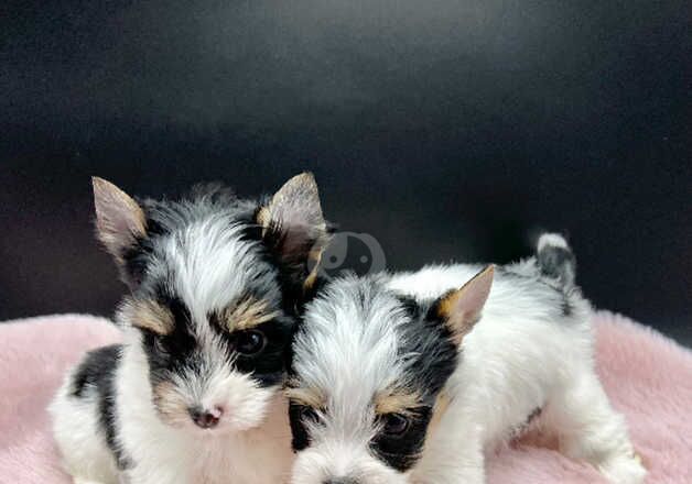 Ultra tiny Girls Biewer & Biro Terrier for sale in Coventry, West Midlands - Image 3