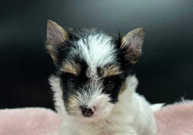 Ultra tiny Girls Biewer & Biro Terrier for sale in Coventry, West Midlands - Image 5