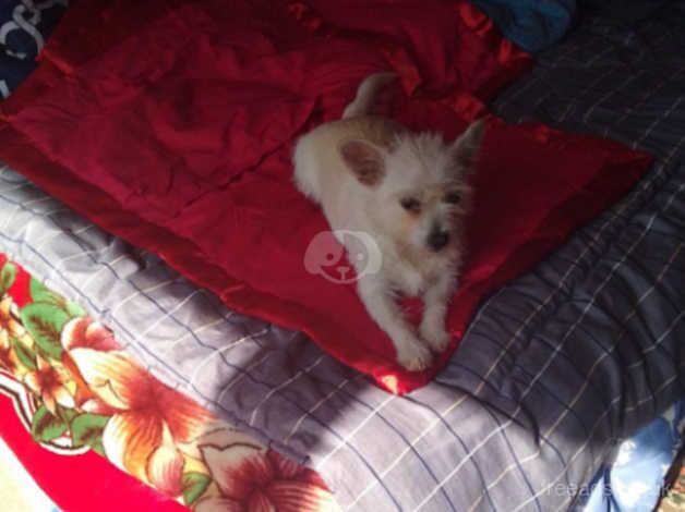 very small white yorki GIRL 12 months old for sale in Epping, Essex - Image 2