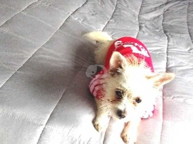 very small white yorki GIRL for sale in Epping, Essex - Image 1