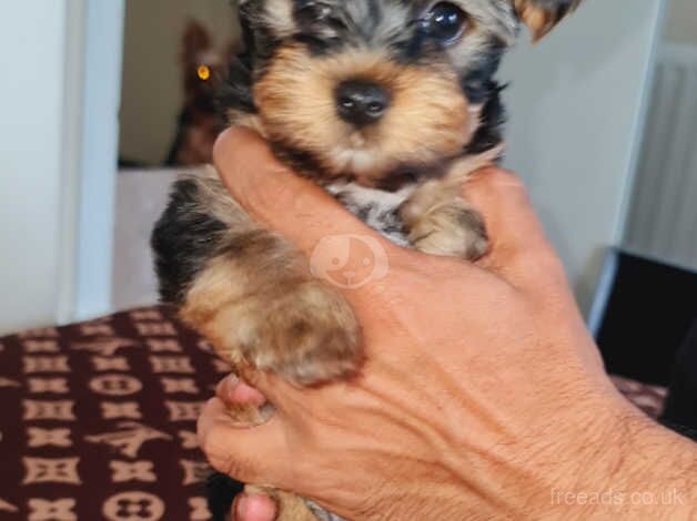 We have 2 terrier yorkshire girl and boy for sale in Glasgow, Glasgow City