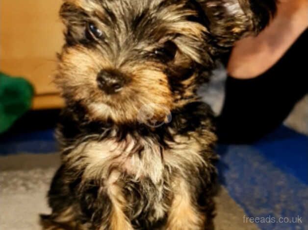 We have 2 terrier yorkshire girl and boy for sale in Glasgow, Glasgow City - Image 2