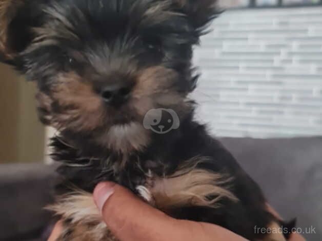 We have 2 terrier yorkshire girl and boy for sale in Glasgow, Glasgow City - Image 3