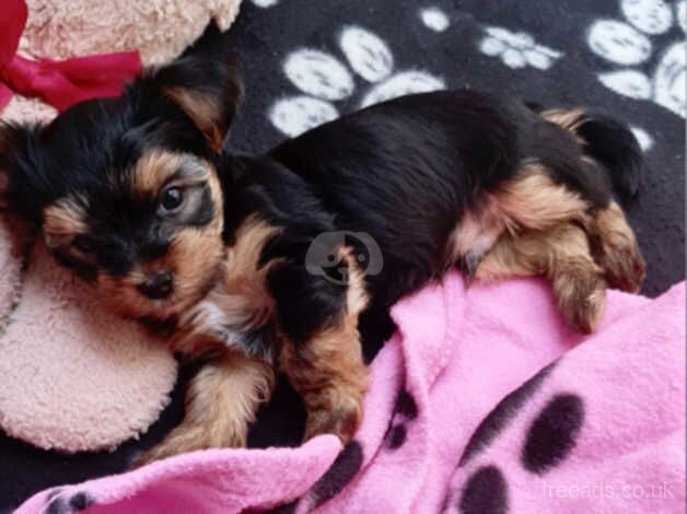 We have 2 terrier yorkshire girl and boy for sale in Glasgow, Glasgow City - Image 4