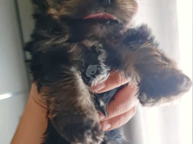 We have 2 terrier yorkshire girl and boy for sale in Glasgow, Glasgow City - Image 5