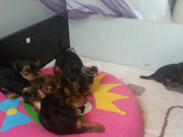 We have our litter of 11 weeks old (5 pups) for sale in Crawley, Oxfordshire