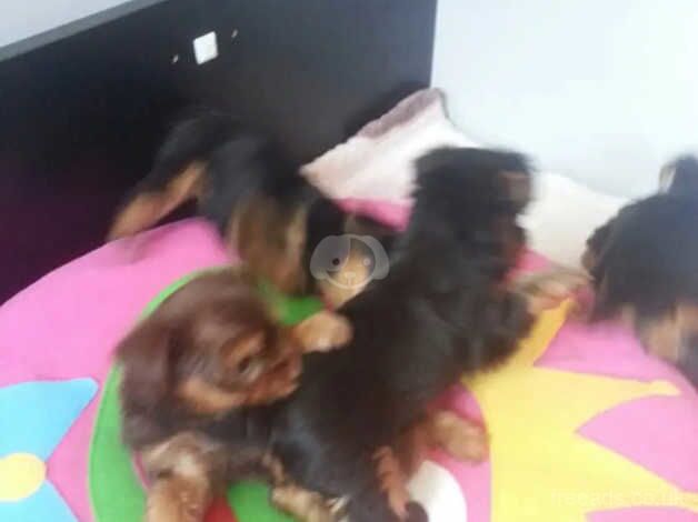 We have our litter of 11 weeks old (5 pups) for sale in Crawley, Oxfordshire - Image 4