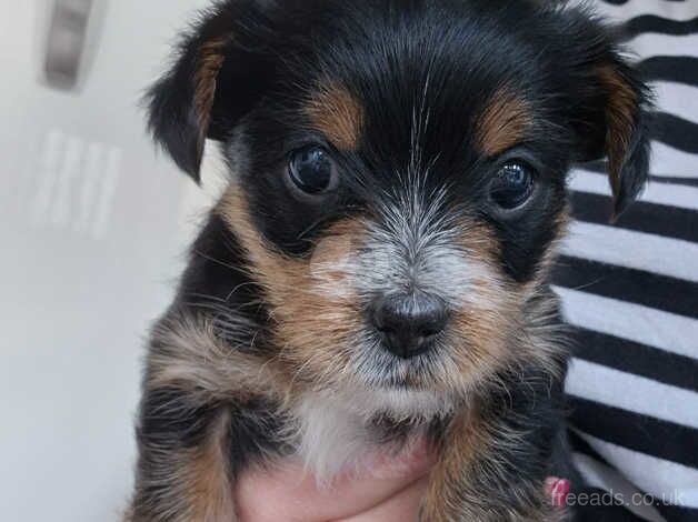 x2 Mini Yorkie x Toy Biewer GORGEOUS Puppies for sale in Bridgwater, Somerset - Image 2