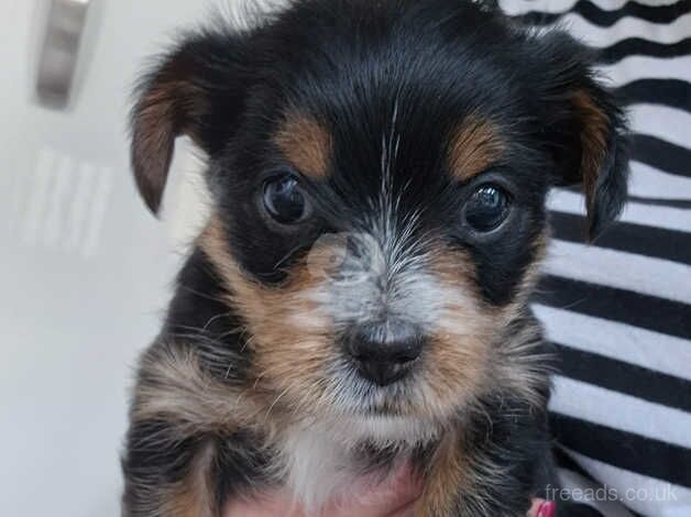 x2 Mini Yorkie x Toy Biewer GORGEOUS Puppies for sale in Bridgwater, Somerset - Image 3