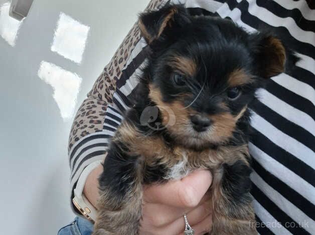 x2 Mini Yorkie x Toy Biewer GORGEOUS Puppies for sale in Bridgwater, Somerset - Image 4