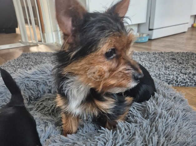 x2 Mini Yorkie x Toy Biewer GORGEOUS Puppies for sale in Bridgwater, Somerset - Image 5