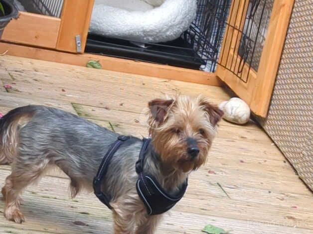 York shire terrier Bailey for sale in Armagh