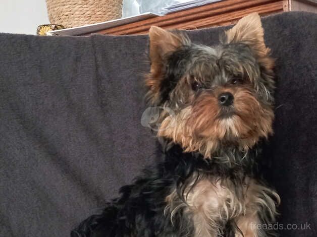 York , yorki puppy , yorkshire terrier for sale in Luton, Devon