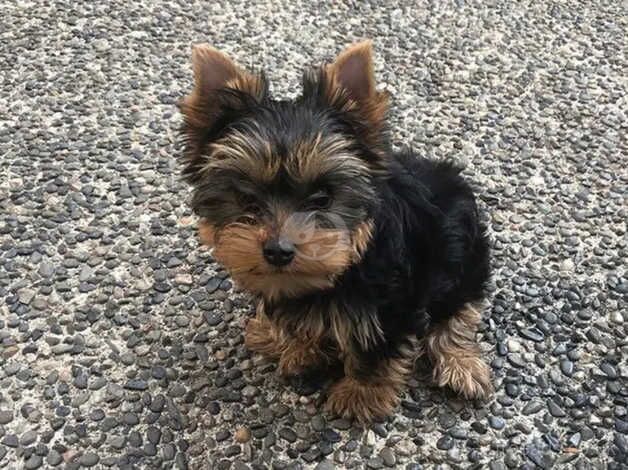 Yorkie boy at 9 weeks old for sale in York, North Yorkshire - Image 1