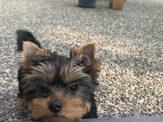 Yorkie boy at 9 weeks old for sale in York, North Yorkshire - Image 2