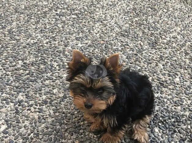 Yorkie boy at 9 weeks old for sale in York, North Yorkshire - Image 3