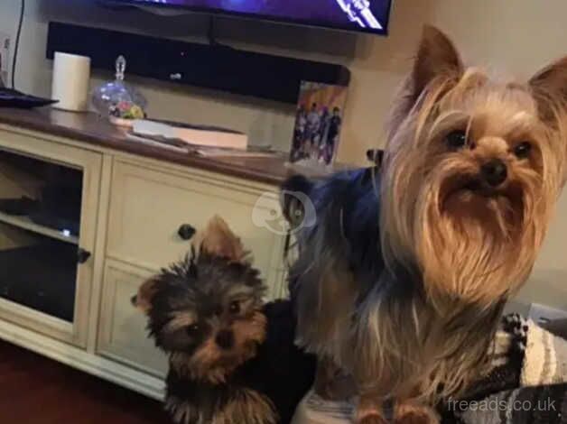 Yorkie boy at 9 weeks old for sale in York, North Yorkshire - Image 4