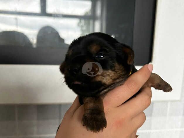 Yorkie boy for sale in Sunderland, Cumbria - Image 2