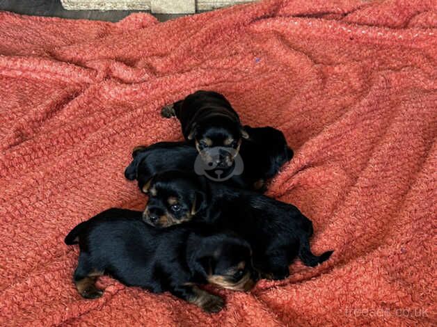 Yorkie boy for sale in Sunderland, Cumbria - Image 3