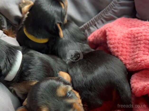 Yorkie boy for sale in Sunderland, Cumbria - Image 4