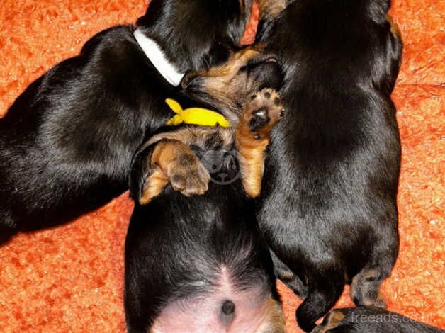 Yorkie boy for sale in Sunderland, Cumbria - Image 5