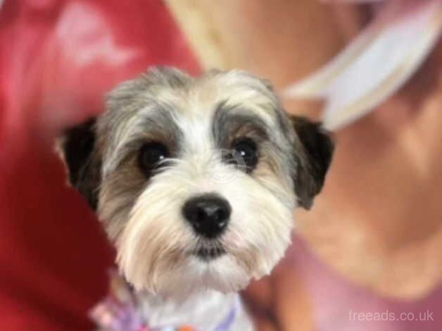 Yorkie cross 1year old for sale in Dunfermline, Fife - Image 1