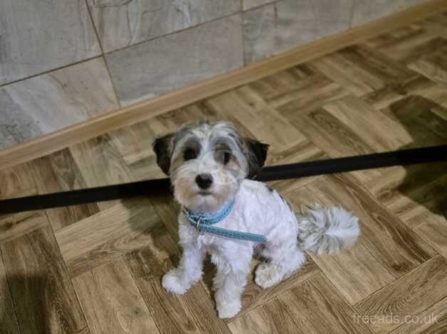 Yorkie cross 1year old for sale in Dunfermline, Fife - Image 2