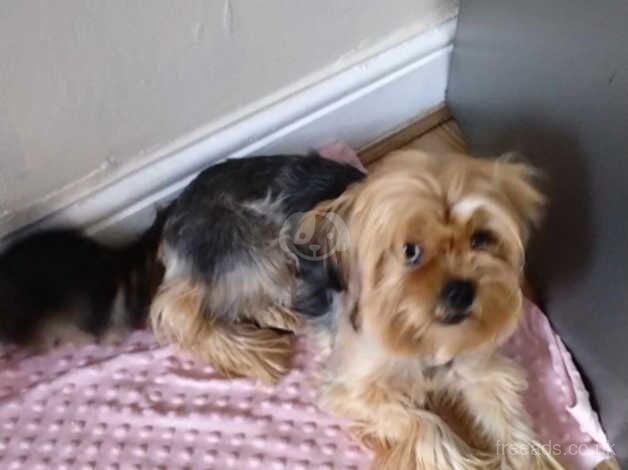 Yorkie dog for sale in Dewsbury, West Yorkshire